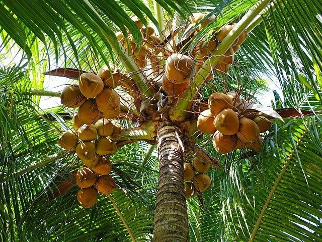 kokosové palmy dávají lahodné ovoce